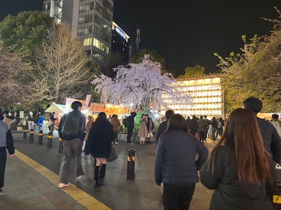 桜満開の東京