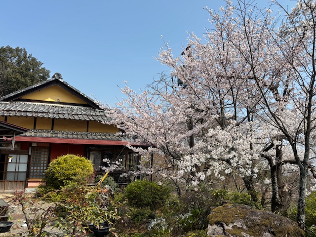 桜満開の千歳楼の落語会